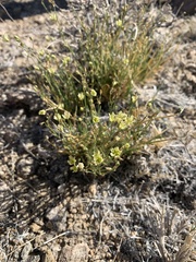 Eremogone macradenia