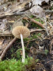 Entoloma cetratum image