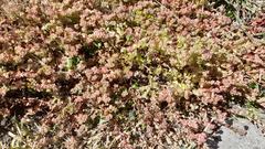 Polycarpon tetraphyllum