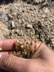 Eremogone macradenia