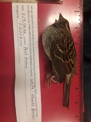 Zonotrichia albicollis