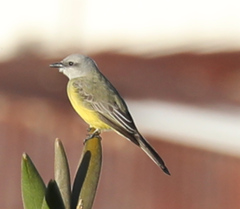 Tyrannus melancholicus