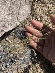 Eremogone macradenia