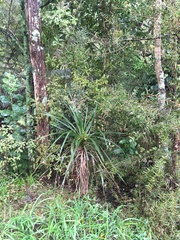 Cordyline australis