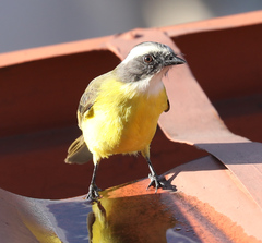 Myiozetetes similis