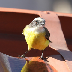 Myiozetetes similis