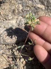 Ipomopsis polycladon