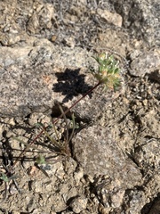 Ipomopsis polycladon