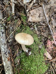 Entoloma cetratum
