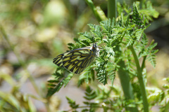 Tatochila