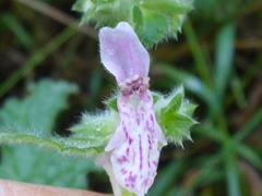 Stachys ajugoides