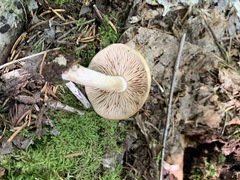 Entoloma cetratum