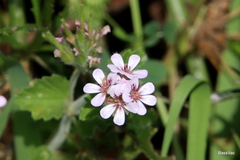 Pelargonium australe