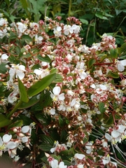 Heterocentron subtriplinervium