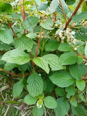 Heterocentron subtriplinervium