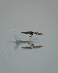 Tachycineta leucopyga