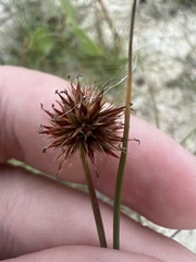 Juncus torreyi