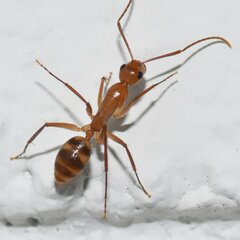 Camponotus zonatus