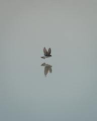 Tachycineta leucopyga