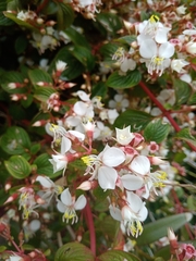 Heterocentron subtriplinervium