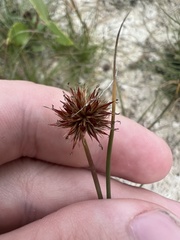 Juncus torreyi