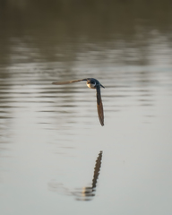 Tachycineta leucopyga