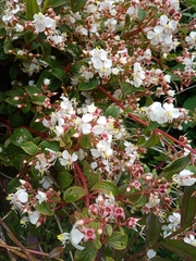 Heterocentron subtriplinervium