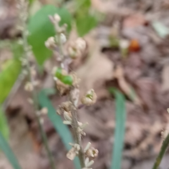 Liriope