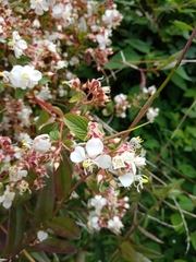 Heterocentron subtriplinervium