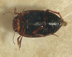 Hydroporus signatus