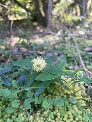 Pimelea ligustrina ligustrina