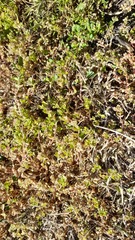 Polycarpon tetraphyllum