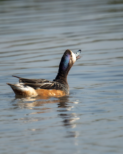 Canard de Chiloé