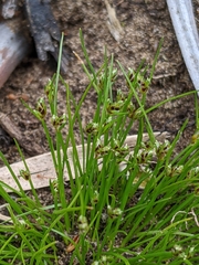 Isolepis