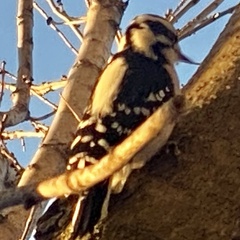 Dryobates pubescens