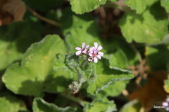 Pelargonium australe
