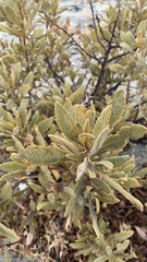 Eriodictyon crassifolium