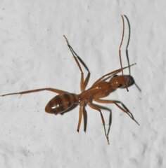 Camponotus zonatus