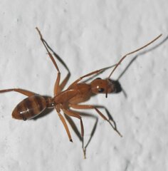 Camponotus zonatus