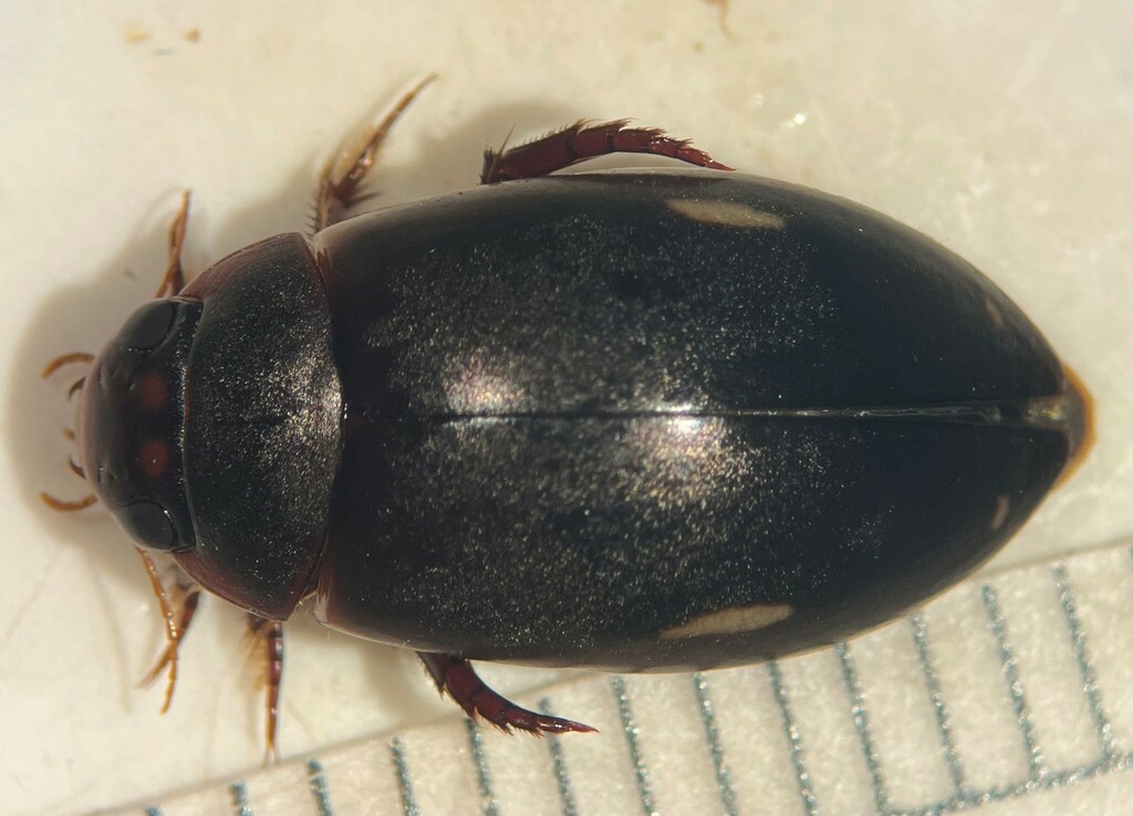 Ilybius pleuriticus