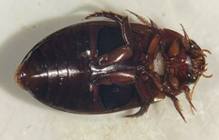 Ilybius pleuriticus