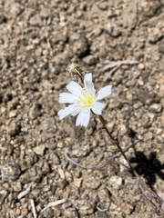 Calycoseris wrightii