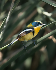 Tachuris rubrigastra