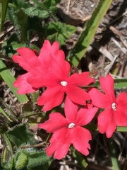 Glandularia peruviana