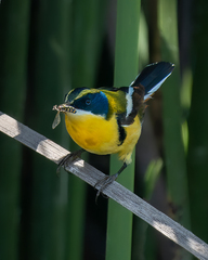 Tachuris rubrigastra