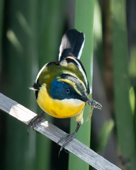 Tachuris rubrigastra