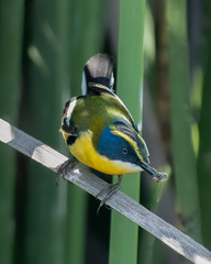 Tachuris rubrigastra