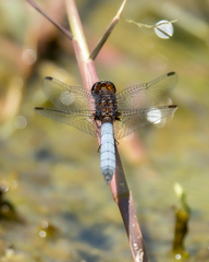 Erythrodiplax connata