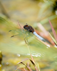 Erythrodiplax connata