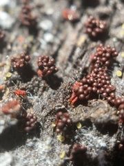 Metatrichia vesparium